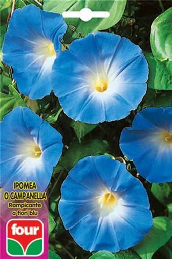 Four Ipomea Blu
