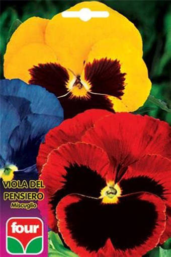 Four Viola Del Pensiero Miscuglio