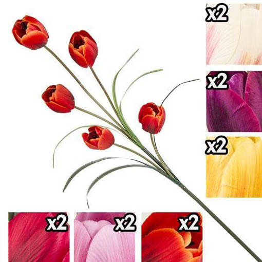 TULIPANO 5 FIORI  GIG 17141 