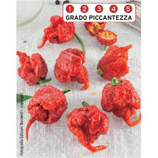 Four Peperone Carolina Reaper F1