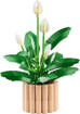 Lego Botanicals 11504 Spatifillo