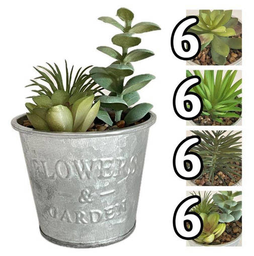 PIANTA GRASSA TIN TROPICAL 8*8*13CM 4 ASS.