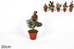 Piantina Decorata C/Bacche Pigne E Pallina Ass Xy21-143/144/145/146/147