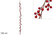 Ghirlanda Bacche 150 Cm Xy18-511