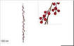 Ghirlanda Bacche 150 Cm Xy18-511