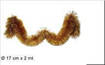 FILO ADDOBBO ORO 17CM X 2MT 6PLY HC9-17