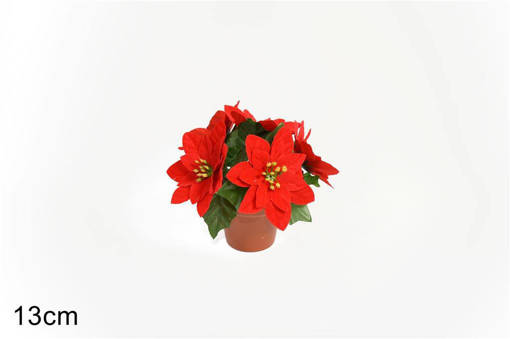 Piantina Stella Di Natale 5 Fioriart.Xy15-388