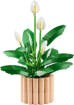 Lego Botanicals 11504 Spatifillo
