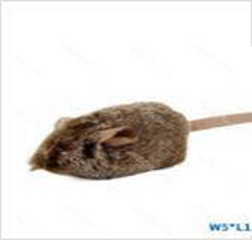 Nobleza Topolino di peluche con squittio W5*L15cm